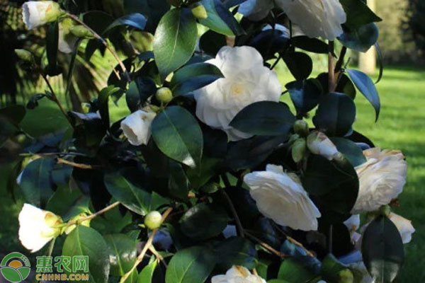 茶樹花怎么養(yǎng)殖？-圖片版權(quán)歸惠農(nóng)網(wǎng)所有
