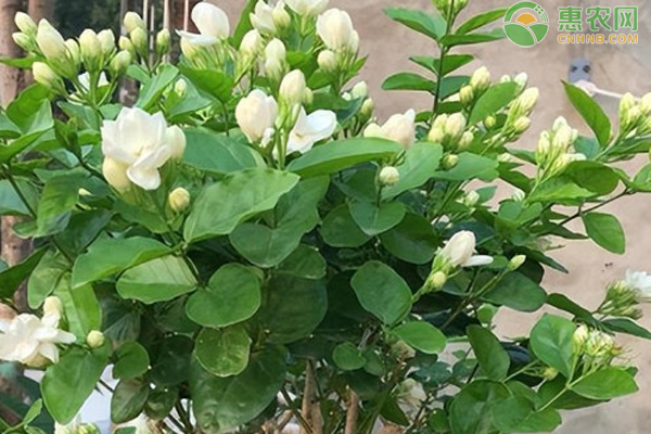 茉莉花怎么養(yǎng)才能更旺盛開花？-圖片版權(quán)歸惠農(nóng)網(wǎng)所有