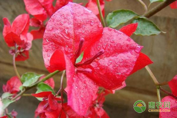 如何種花？-圖片版權(quán)歸惠農(nóng)網(wǎng)所有