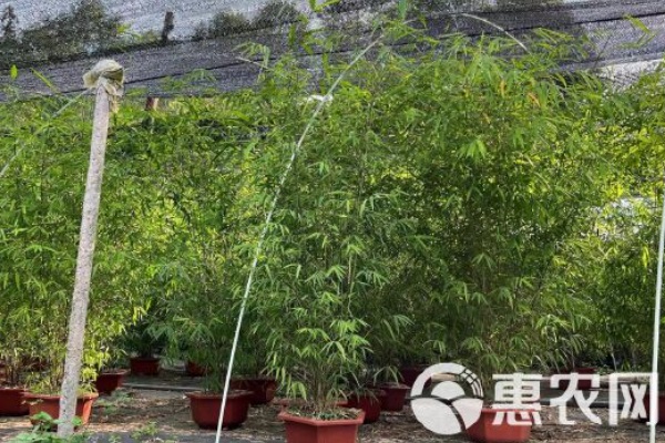 内门竹怎么养才能更旺盛？-图片版权归惠农网所有
