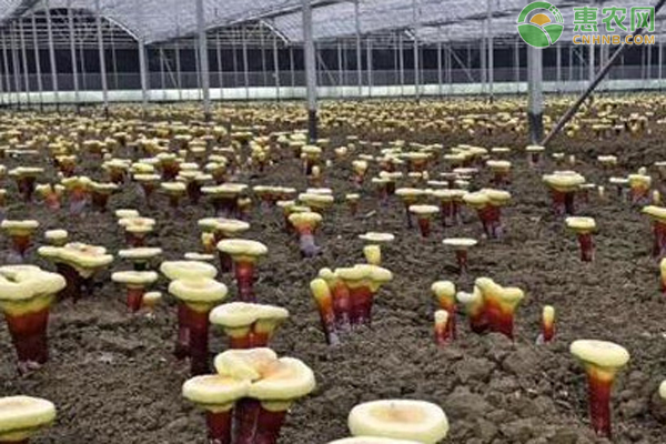 靈芝人工種植方法-圖片版權(quán)歸惠農(nóng)網(wǎng)所有