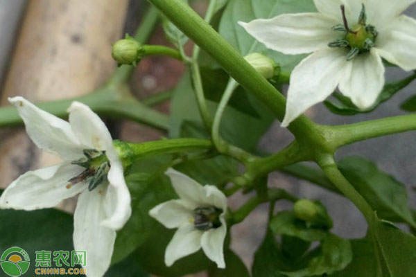 辣椒開花后花柄發(fā)黃脫落是什么原因？-圖片版權(quán)歸惠農(nóng)網(wǎng)所有