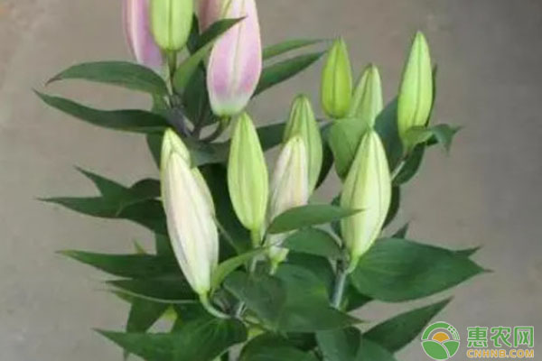 百合的養(yǎng)殖方法和注意事項(xiàng)-圖片版權(quán)歸惠農(nóng)網(wǎng)所有