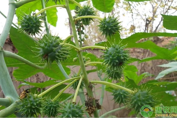 蓖麻種植時(shí)間和方法-圖片版權(quán)歸惠農(nóng)網(wǎng)所有