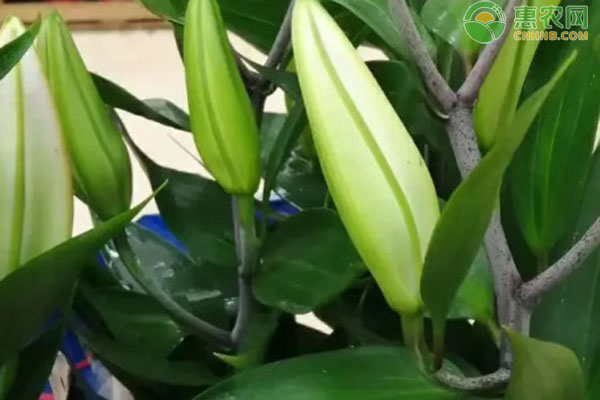百合的養(yǎng)殖方法和注意事項(xiàng)-圖片版權(quán)歸惠農(nóng)網(wǎng)所有