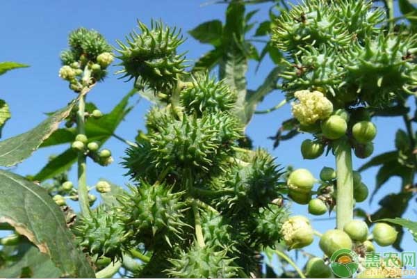 蓖麻種植時(shí)間和方法-圖片版權(quán)歸惠農(nóng)網(wǎng)所有