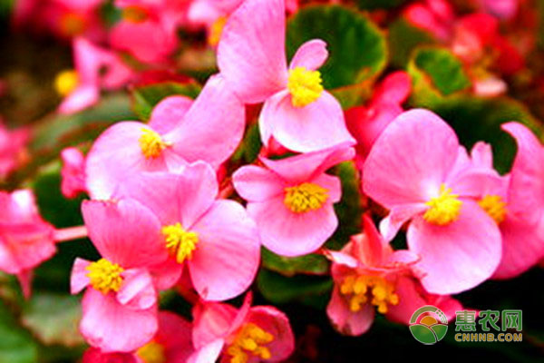 如何種花？-圖片版權(quán)歸惠農(nóng)網(wǎng)所有