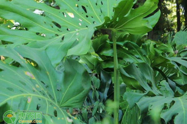 龜背竹的養(yǎng)殖方法和注意事項(xiàng)-圖片版權(quán)歸惠農(nóng)網(wǎng)所有