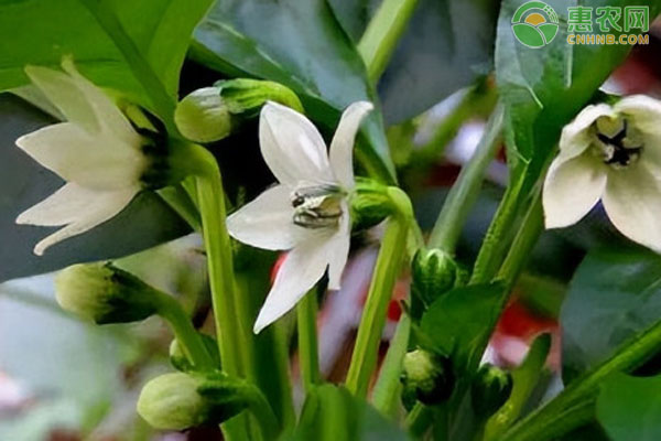 辣椒開花后花柄發(fā)黃脫落是什么原因？-圖片版權(quán)歸惠農(nóng)網(wǎng)所有
