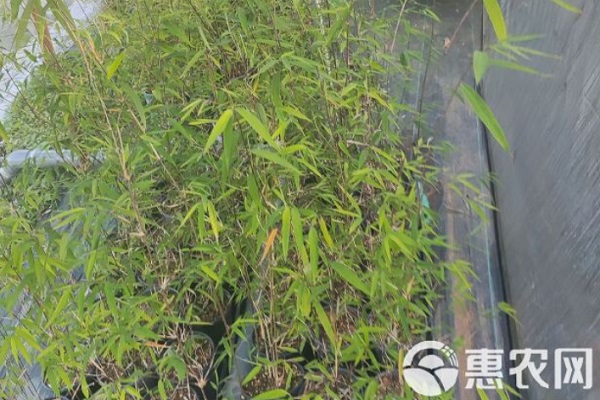 内门竹怎么养才能更旺盛？-图片版权归惠农网所有