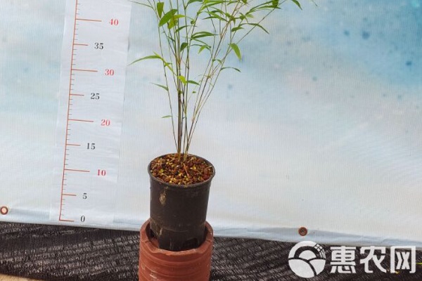 内门竹怎么养才能更旺盛？-图片版权归惠农网所有