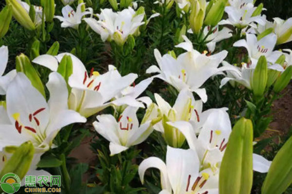 百合的養(yǎng)殖方法和注意事項(xiàng)-圖片版權(quán)歸惠農(nóng)網(wǎng)所有