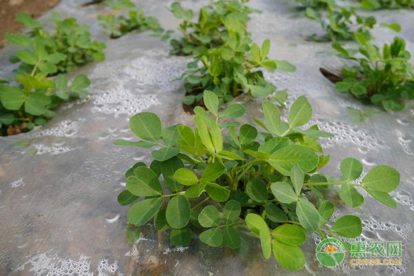 乙草胺使用范圍及方法-圖片版權(quán)歸惠農(nóng)網(wǎng)所有