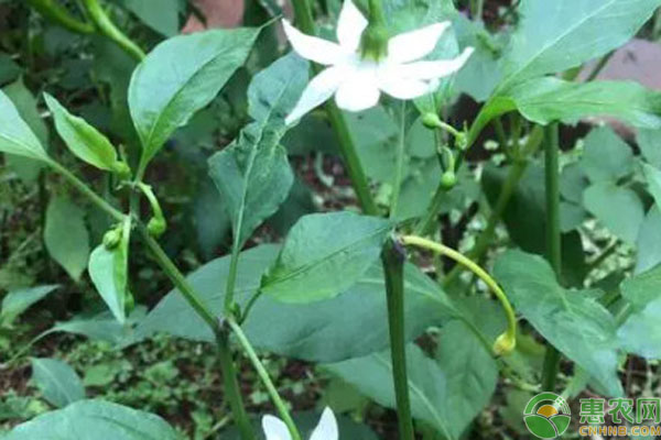 辣椒開花后花柄發(fā)黃脫落是什么原因？-圖片版權(quán)歸惠農(nóng)網(wǎng)所有