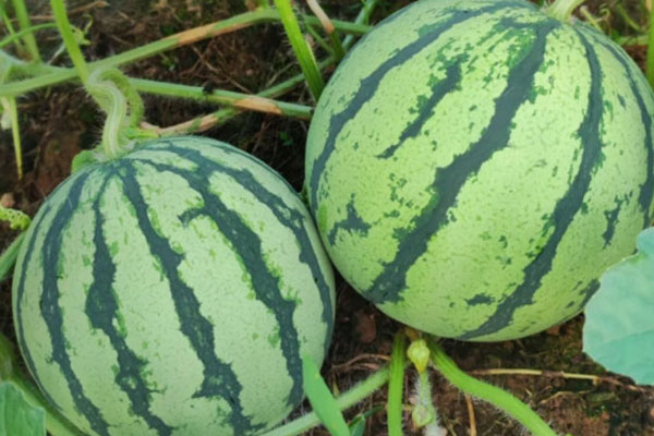 西瓜品种十大排行榜和产地