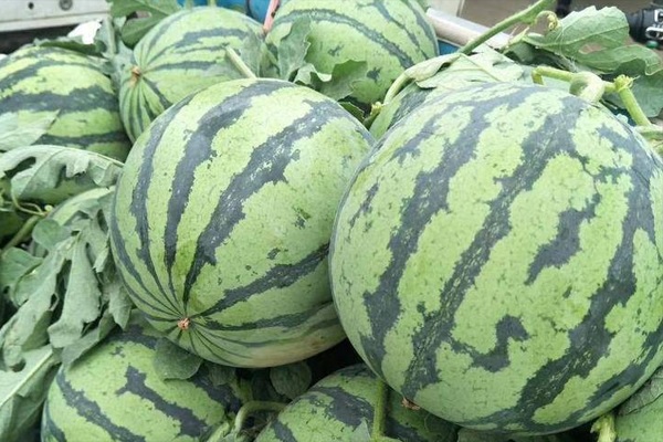 西瓜价格跳水跌破1元每斤，今年的西瓜为何这么便宜？