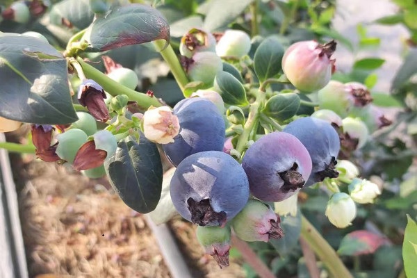 蓝莓叶子发黑枯萎是什么原因造成的？
