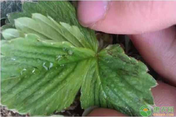 薊馬蟲害最佳防治方法-圖片版權(quán)歸惠農(nóng)網(wǎng)所有