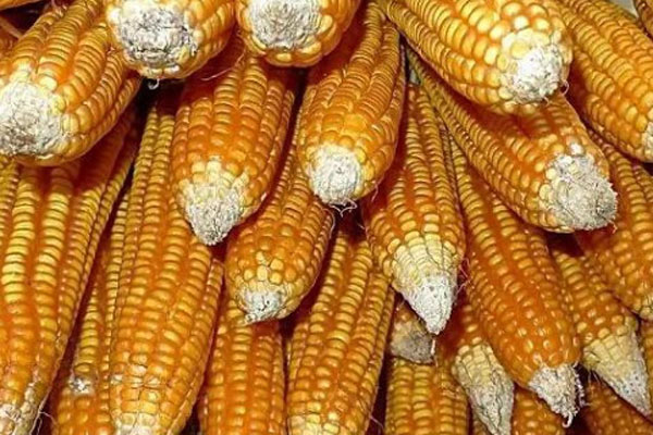 2024年现在新玉米多少钱一斤？
