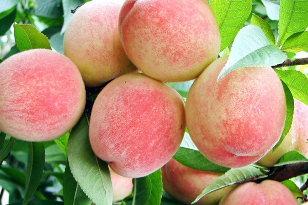 桃子品种十大排行榜和产地