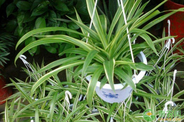夏季吊蘭怎么養(yǎng)才能更旺盛？-圖片版權(quán)歸惠農(nóng)網(wǎng)所有