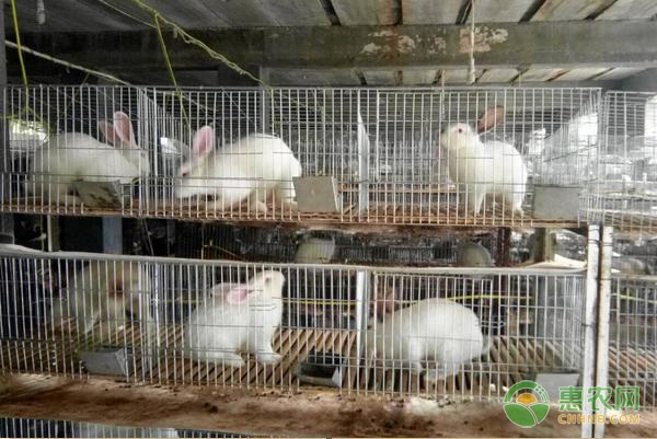 养殖100只兔子利润多少?