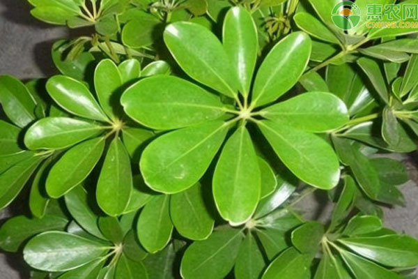 花的葉子發(fā)黃用什么方法變綠？-圖片版權歸惠農網所有