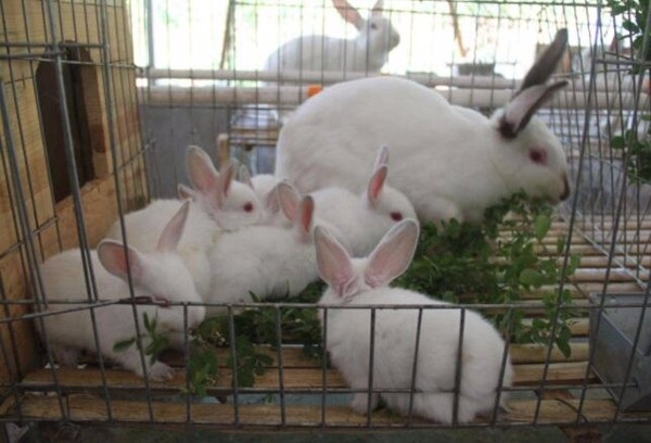 兔子的养殖及利润