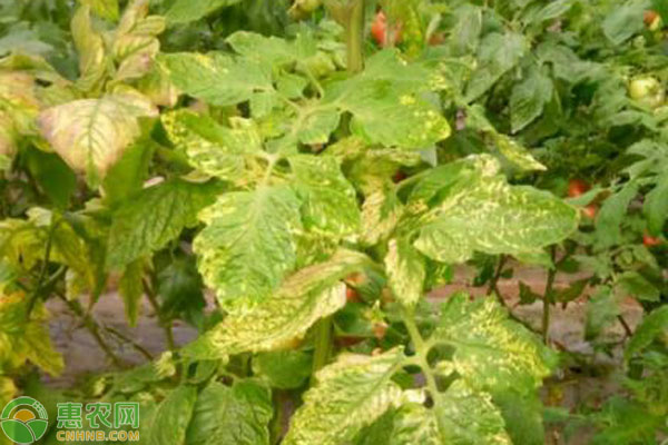 番茄葉黃發(fā)黃的15種原因-圖片版權(quán)歸惠農(nóng)網(wǎng)所有