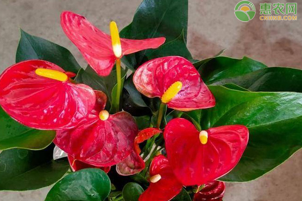 紅掌葉子發(fā)黃干枯怎么補(bǔ)救？-圖片版權(quán)歸惠農(nóng)網(wǎng)所有