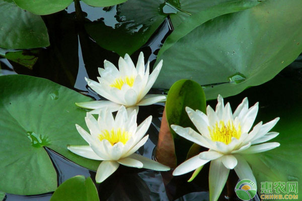 睡蓮只長葉子不開花怎么回事？-圖片版權(quán)歸惠農(nóng)網(wǎng)所有