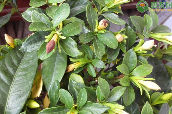 梔子花不開花是什么原因？-圖片版權(quán)歸惠農(nóng)網(wǎng)所有