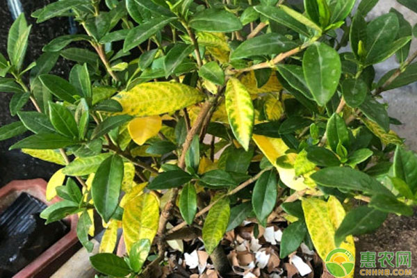 花的葉子發(fā)黃用什么方法變綠？-圖片版權歸惠農網所有