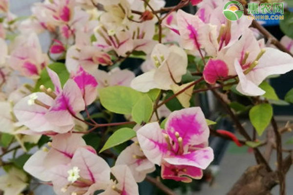 三角梅不開花的原因及處理方法-圖片版權(quán)歸惠農(nóng)網(wǎng)所有