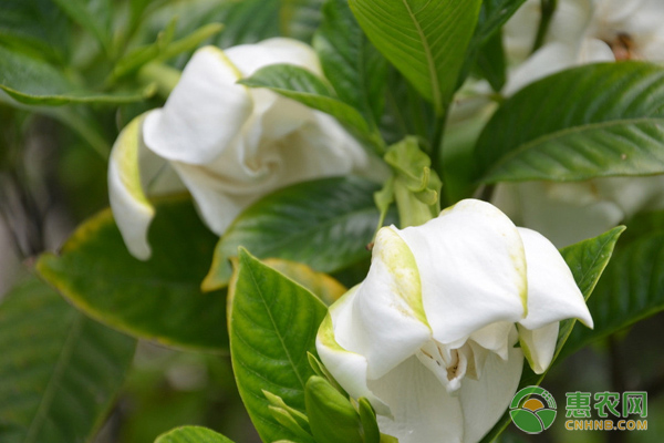 梔子花不開花是什么原因？-圖片版權(quán)歸惠農(nóng)網(wǎng)所有