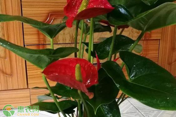 紅掌葉子發(fā)黃干枯怎么補(bǔ)救？-圖片版權(quán)歸惠農(nóng)網(wǎng)所有