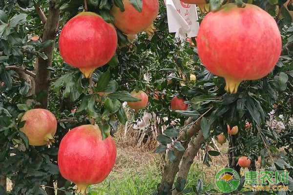 石榴樹開花不坐果是什么原因？-圖片版權(quán)歸惠農(nóng)網(wǎng)所有