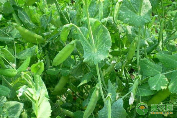 荷蘭豆溫室種植技術(shù)-圖片版權(quán)歸惠農(nóng)網(wǎng)所有