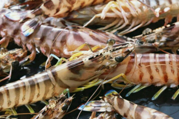 海虾怎么腌制才好吃？