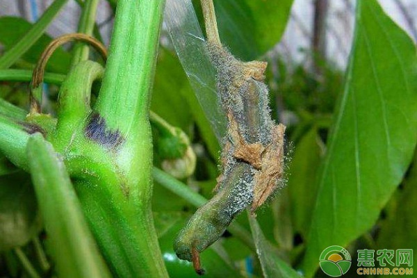 辣椒為什么只開花不結(jié)果怎么辦？-圖片版權(quán)歸惠農(nóng)網(wǎng)所有