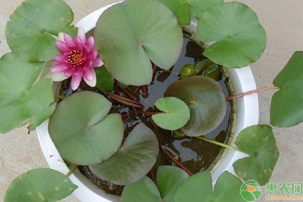 睡莲为什么不开花？-图片版权归惠农网所有