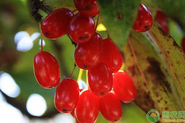 山茱萸種子育苗方法-圖片版權(quán)歸惠農(nóng)網(wǎng)所有