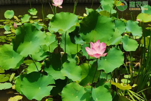 荷花不開(kāi)花是什么原因造成的？-圖片版權(quán)歸惠農(nóng)網(wǎng)所有