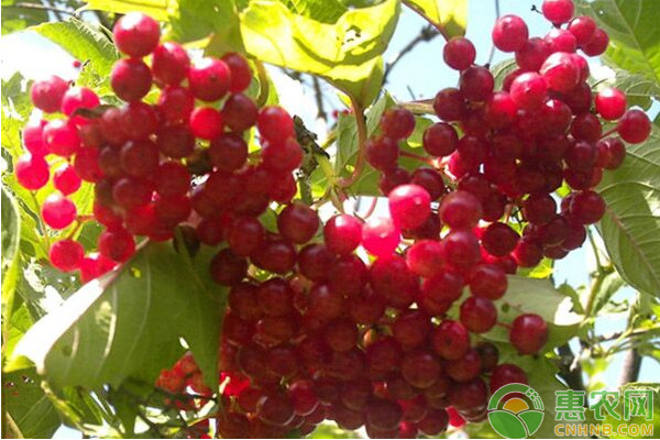 五味子種植方法全過程-圖片版權(quán)歸惠農(nóng)網(wǎng)所有