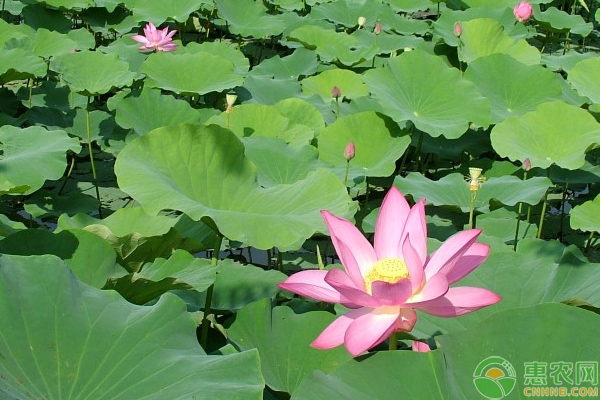 荷花不開(kāi)花是什么原因造成的？-圖片版權(quán)歸惠農(nóng)網(wǎng)所有