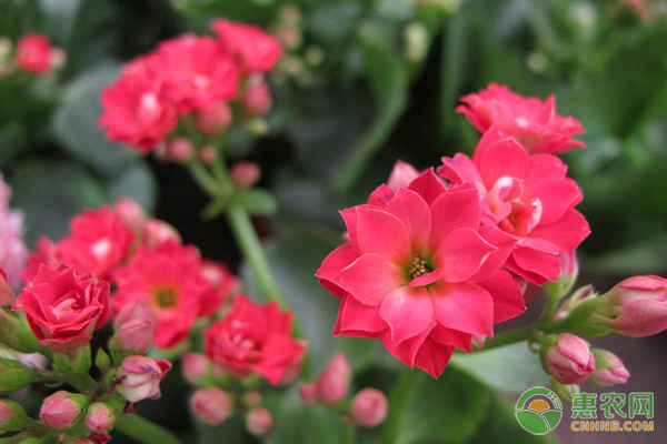 長(zhǎng)壽花為什么不開花？-圖片版權(quán)歸惠農(nóng)網(wǎng)所有
