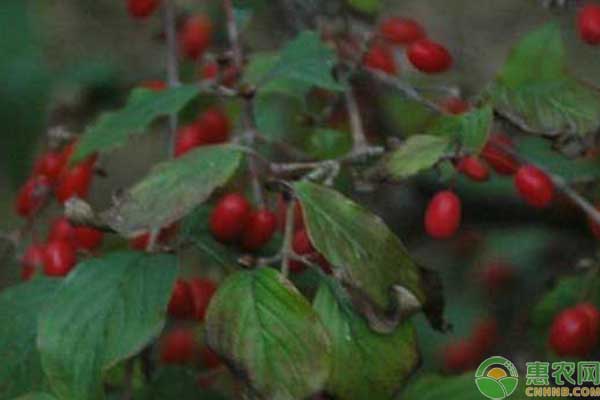 山茱萸種子育苗方法-圖片版權(quán)歸惠農(nóng)網(wǎng)所有