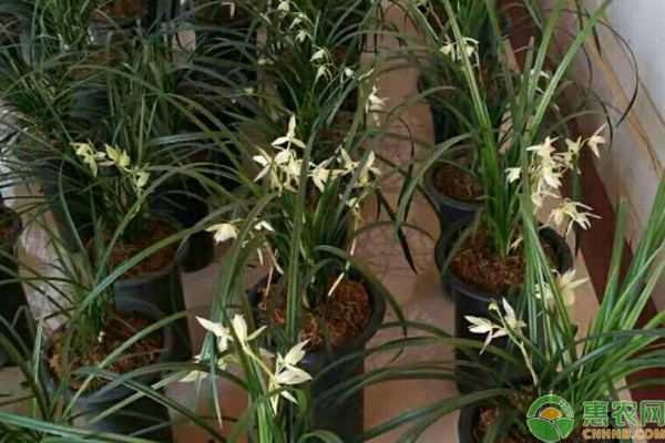 蘭花不開花是什么原因？-圖片版權(quán)歸惠農(nóng)網(wǎng)所有