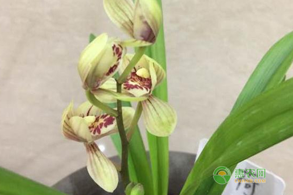 蘭花不開花是什么原因？-圖片版權(quán)歸惠農(nóng)網(wǎng)所有