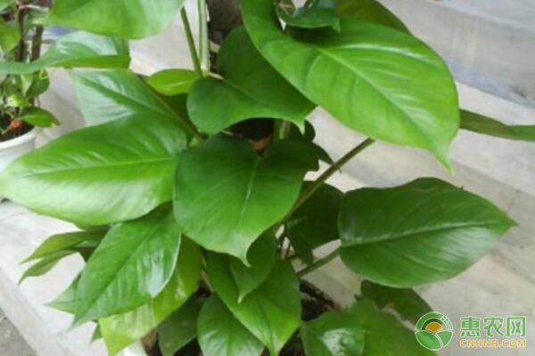 大葉綠蘿柱怎么養(yǎng)才能更旺盛？-圖片版權(quán)歸惠農(nóng)網(wǎng)所有